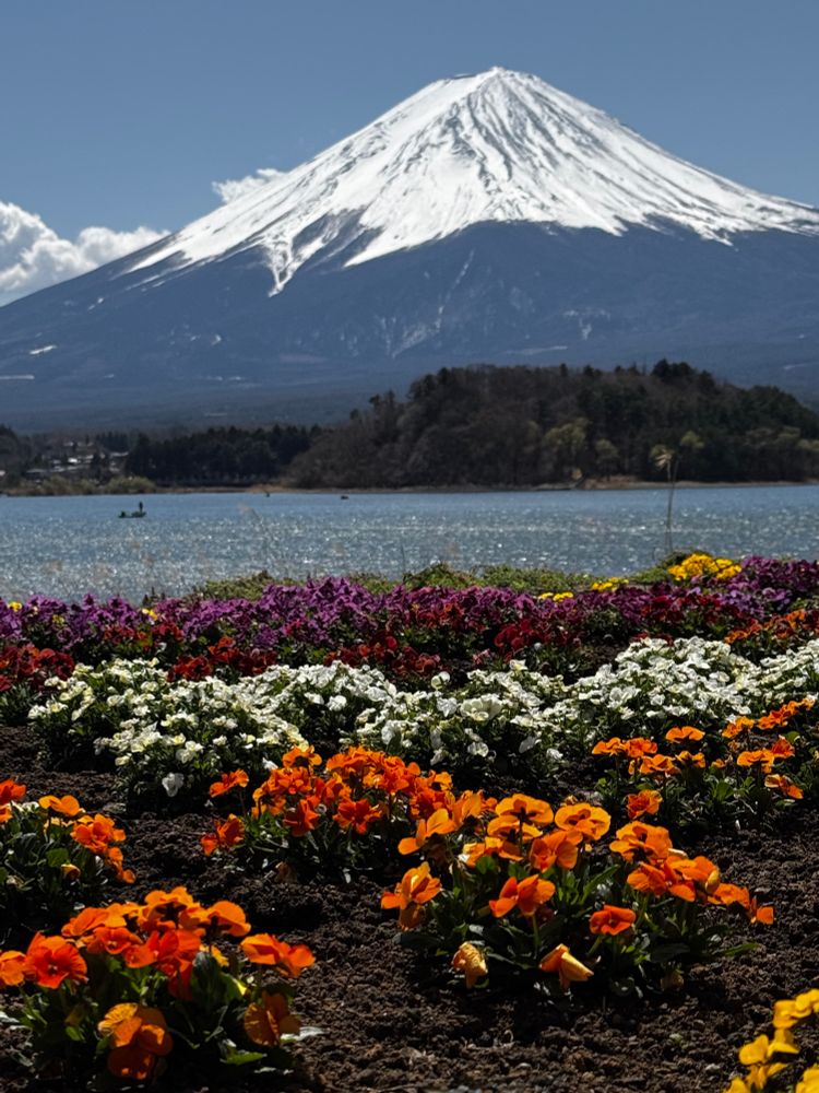 A symphony of bright orange, white, purple, and yellow spring blooms greet the still waters of a Lake Kawaguchi, as Mount Fuji watches from afar, cloaked in snow beneath a boundless blue sky.