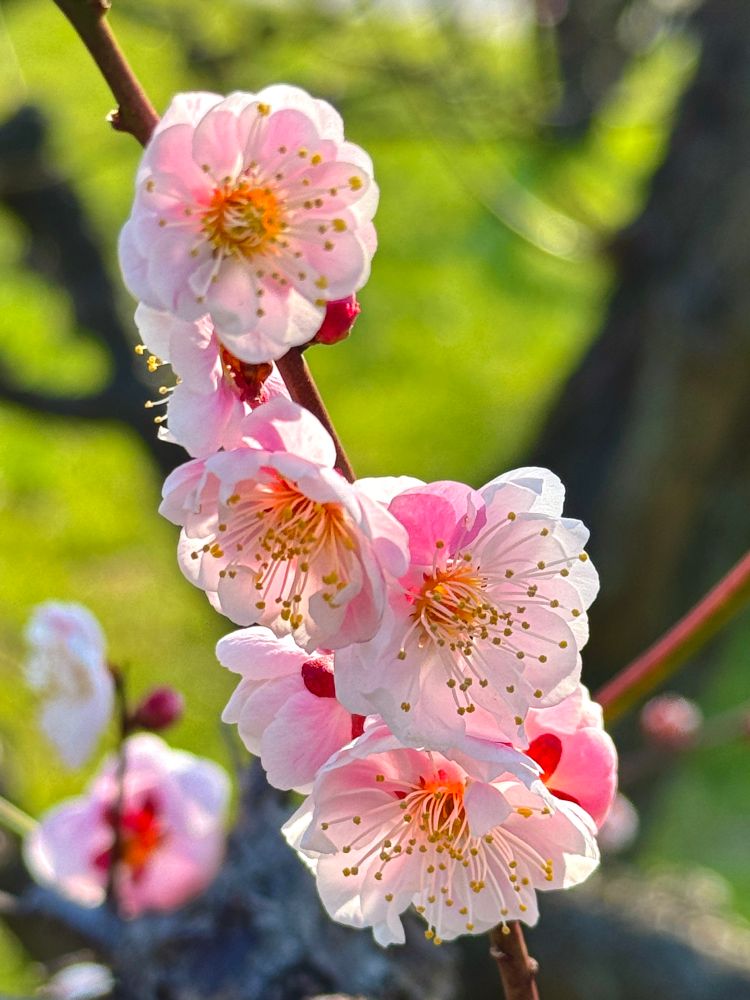 Delicate pale pink plum blossoms with golden centers bloom on a branch, bathed in warm sunlight with a soft green background.
