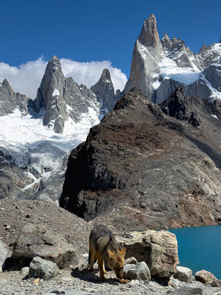 A Culpeo fox forages among rocks in front of a vivid blue glacial lake, with Mt. Fitz Roy’s sharp granite peaks and snowy ridges dominating the background.