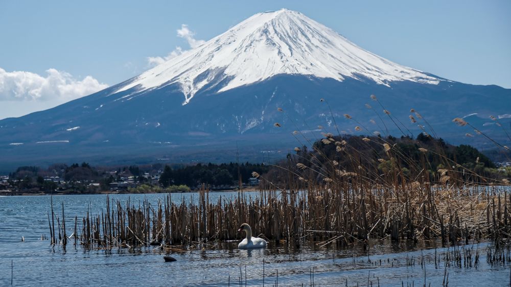 Snow-capped Mount Fuji towers in the distance, commanding the skyline beneath a clear blue sky. In the stillness of Lake Kawaguchi, a mother swan watches as her curious chick dips beneath the water while the reeds sway gently behind them.
