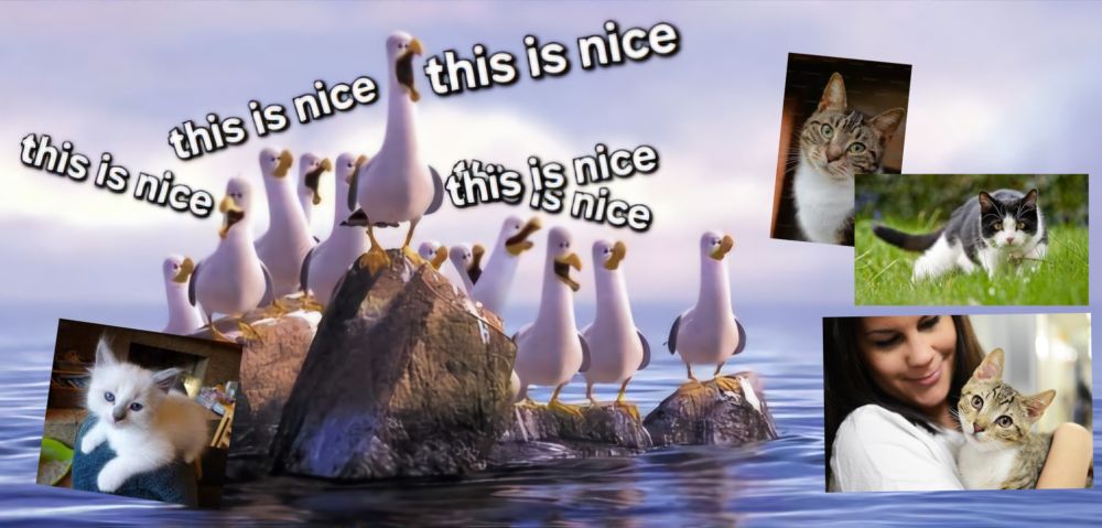 picture of seagulls from finding nemo all saying "this is nice" and pictures of random cats around them. The bluesky experience
