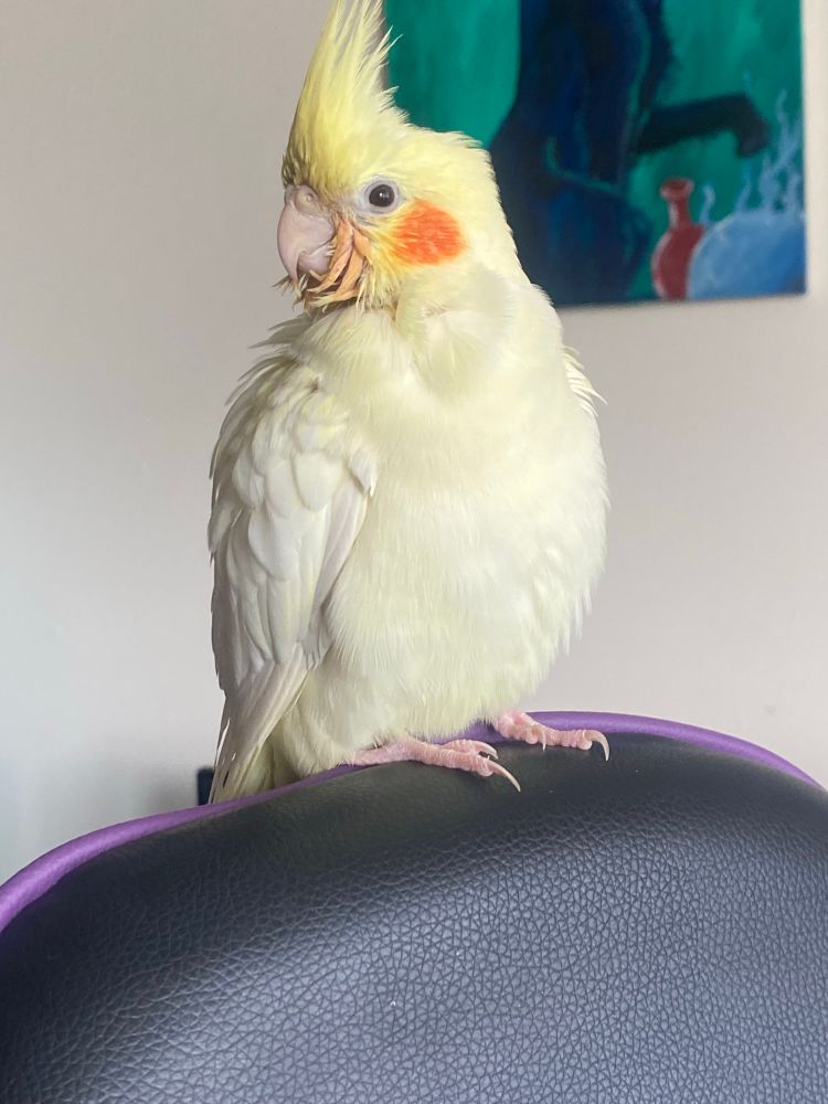She looks so proud of herself 🐥 