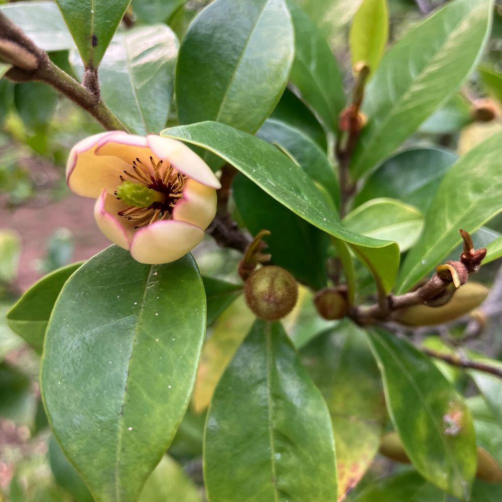 カラタネオガタマの花