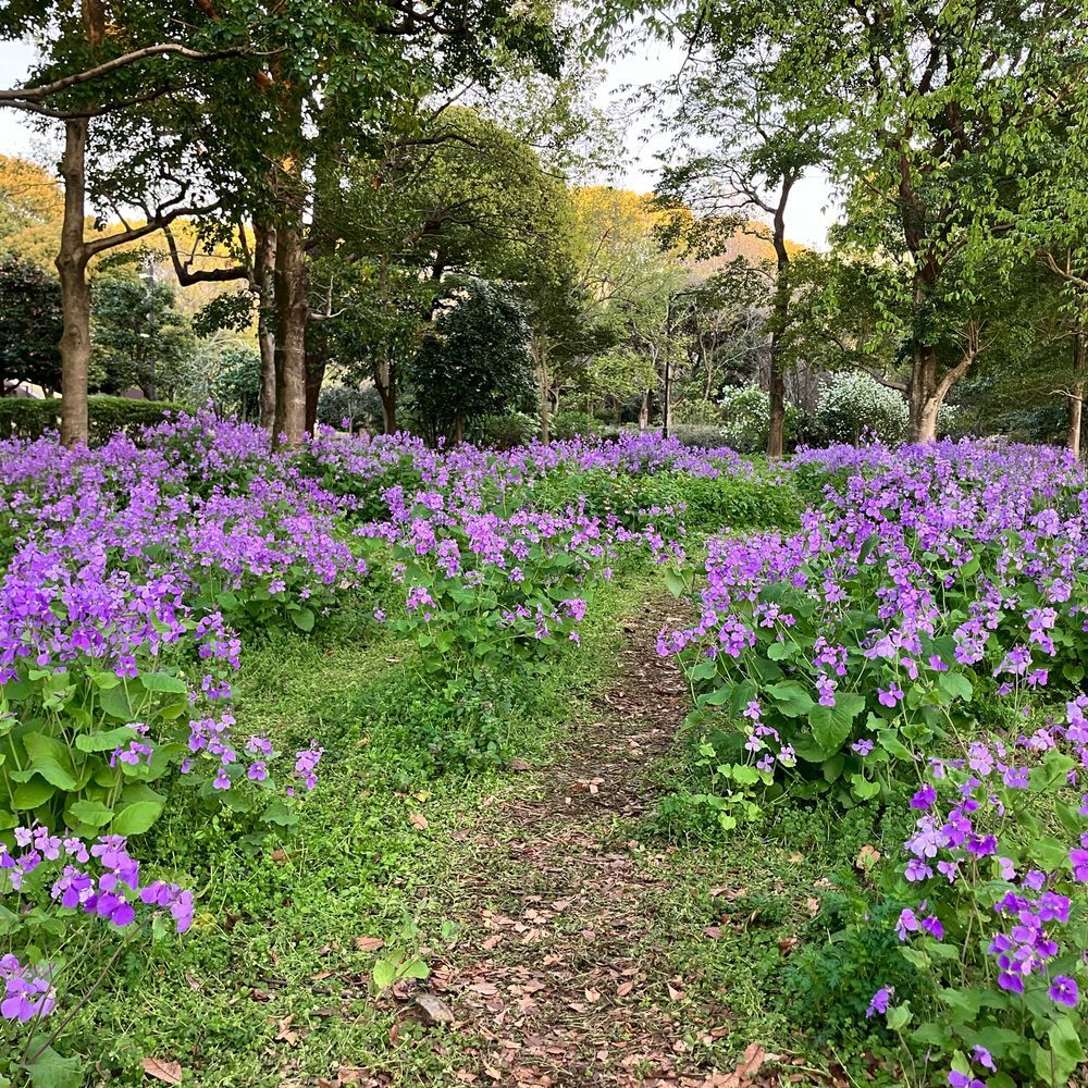 オオアラセイトウの群生