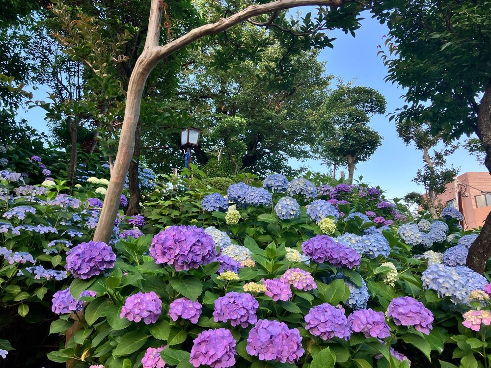 紫陽花の群生する岡