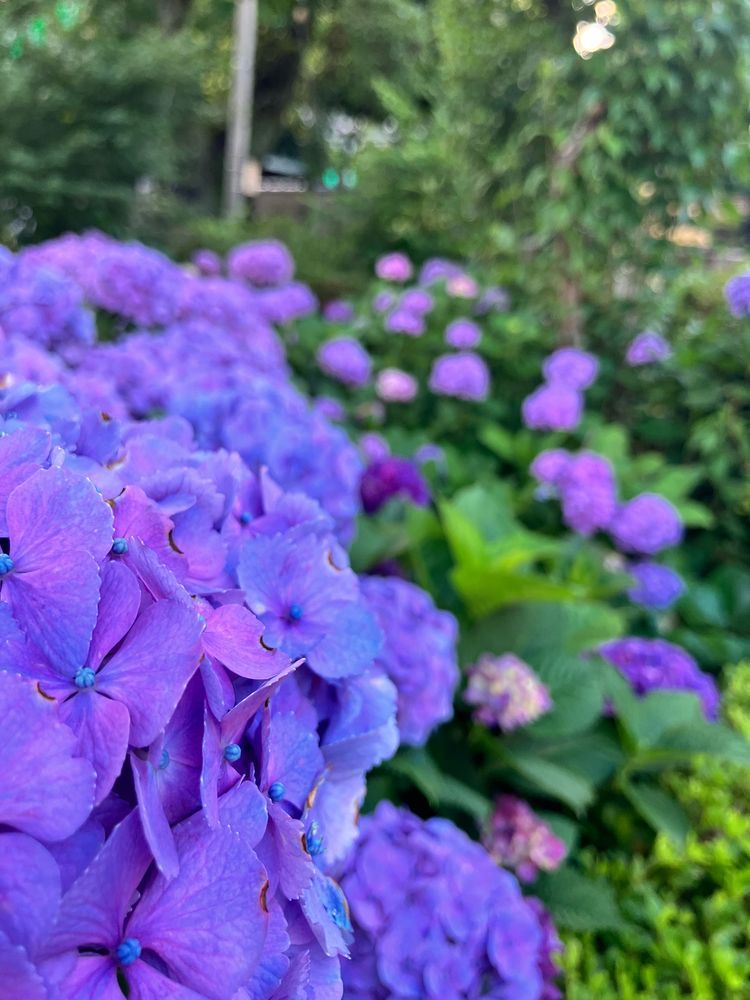 ピンク混じりの紫の紫陽花