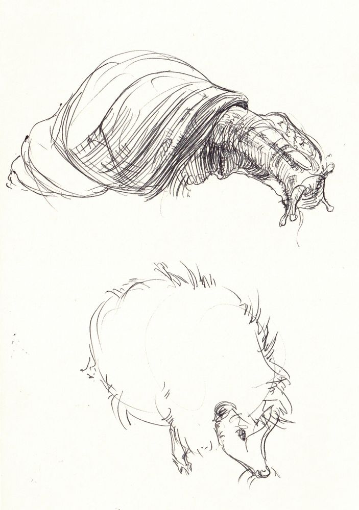 Sketches of a hedgehog and a giant african land snail