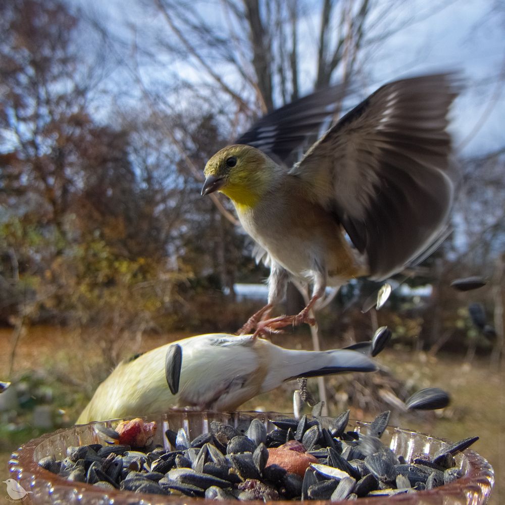One Goldy chases awy another from the feeder