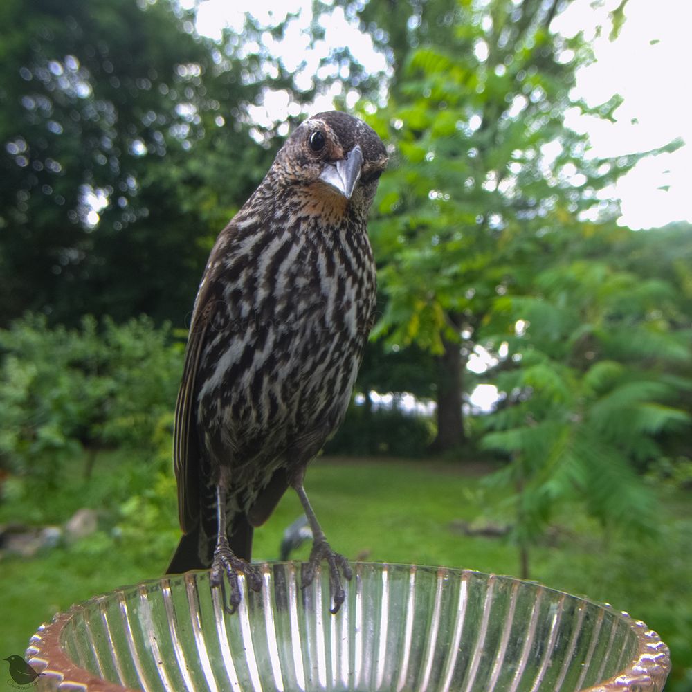 A female Redwinged Blackbird, tilting the head disapprovingly because the bowl is empty