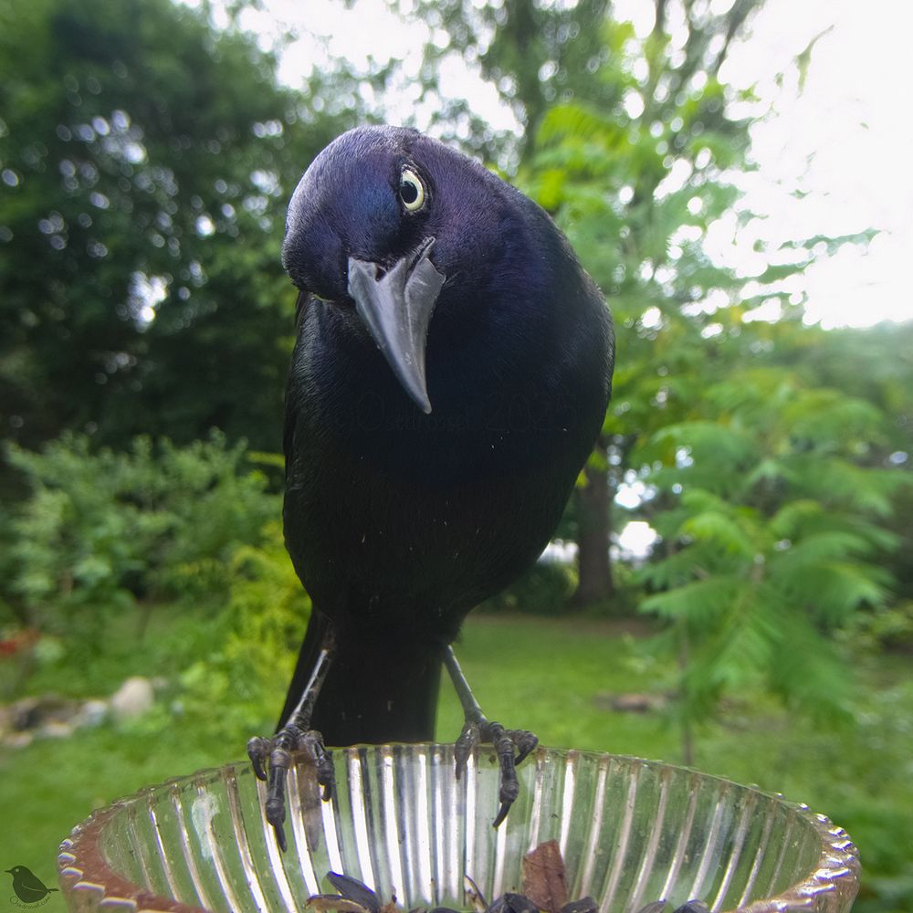 A Grackle with a slight head titlt, looking mighty serious.
