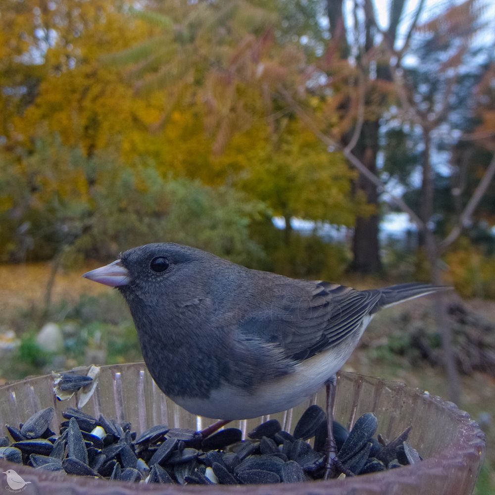 A Junco at the feeder, mostly a photo to document that they are on the feeders now, not just foraging on the ground, which always bodes well for winter photos