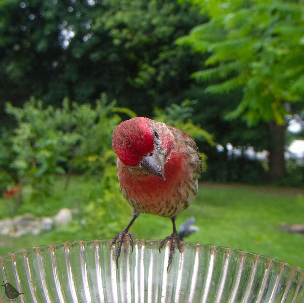 A very red male House Finch checking the bowl for seeds, tilting the head.