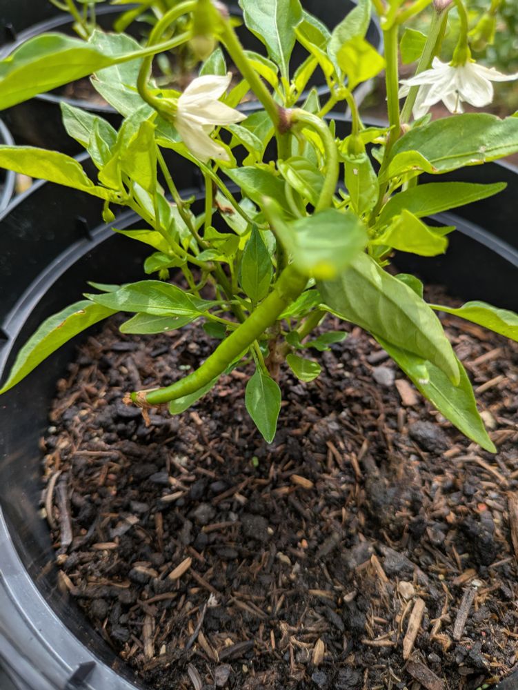 ヒモトウガラシ