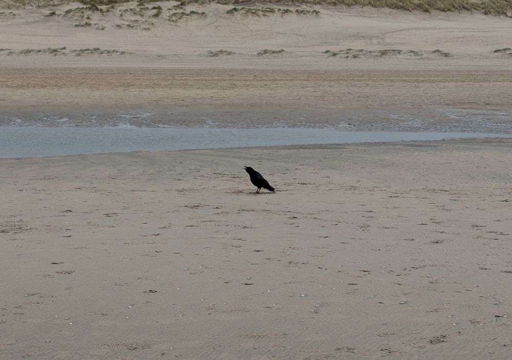 いっぴきの鳴いているカラス。