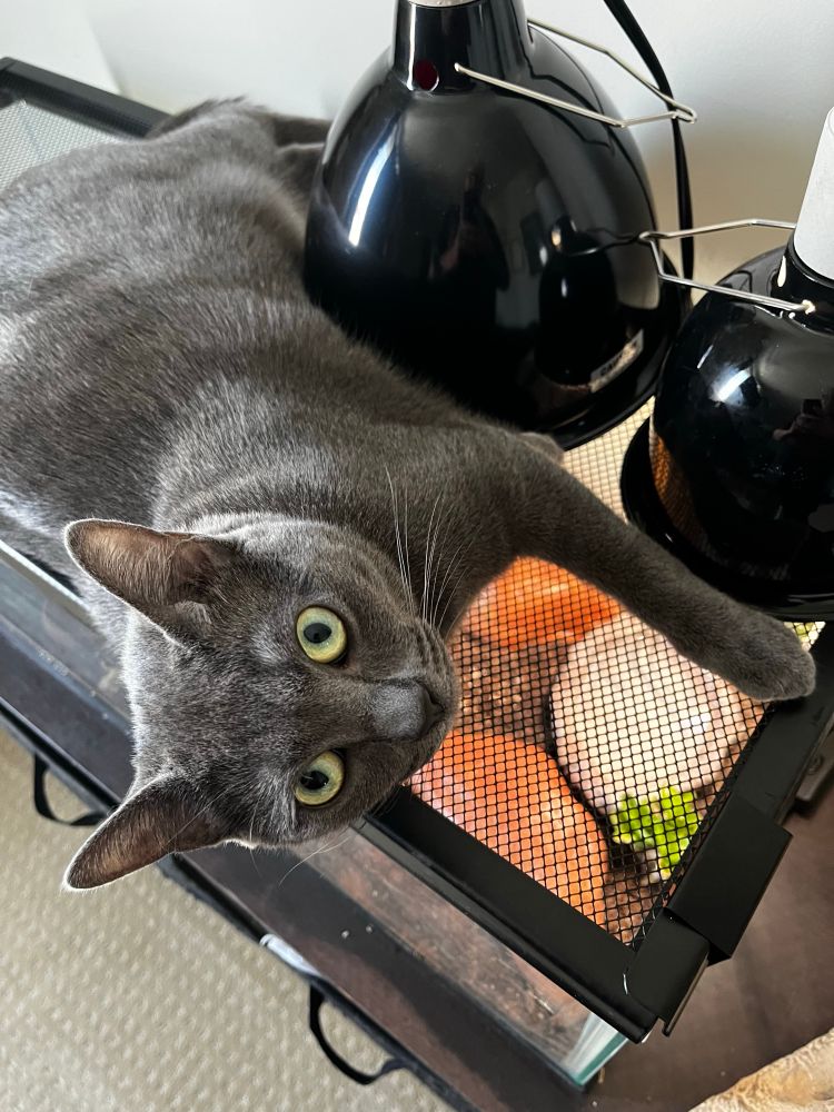 A close up of a grey cat after being awoken from a nap… on top of the lizard aquarium.  The black mesh lid and Heat lamps are also shown 