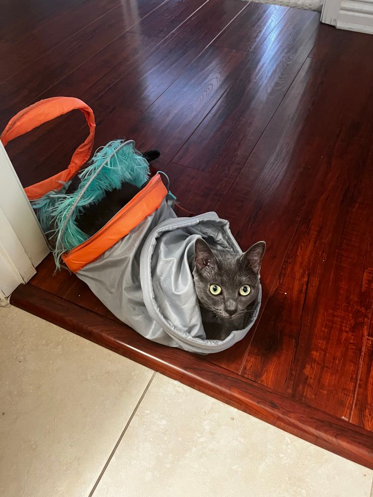 A grey cat, completely inside of a small teal, orange and feathered cat tunnel, with only her head sticking out.  It appears as though she is moving with the tunnel,  as it is in a hallway rather than a room
