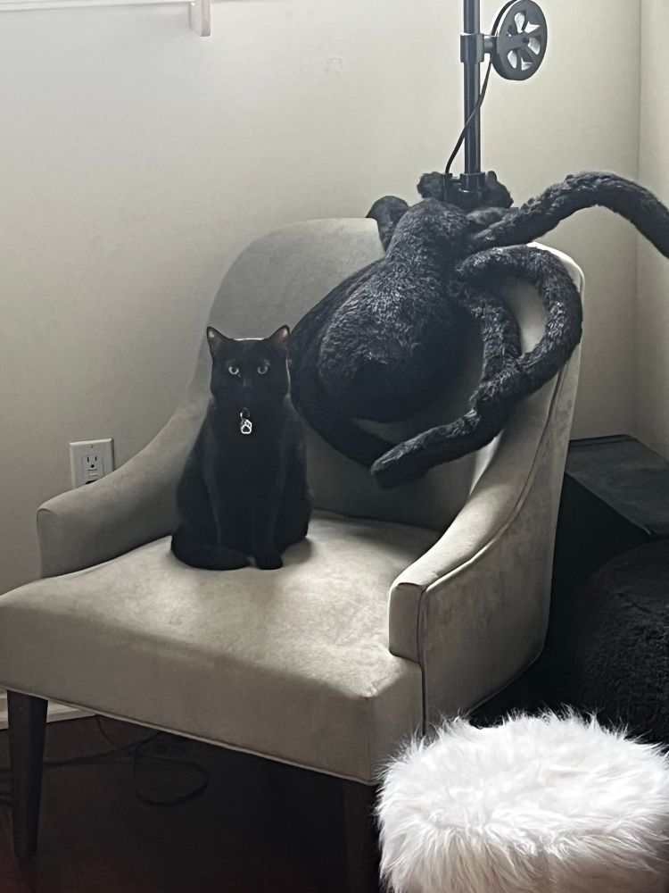 A black car staring straight at the camera while sitting on a grey chair with a large stuffed spider. 