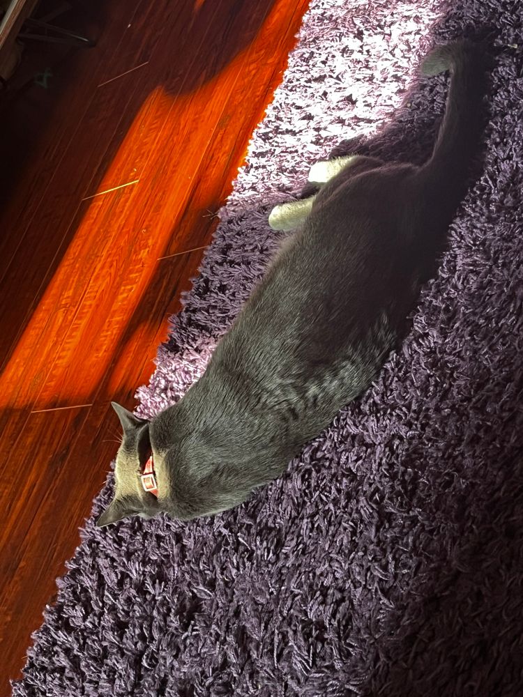 A grey cat in a sunbeam. 