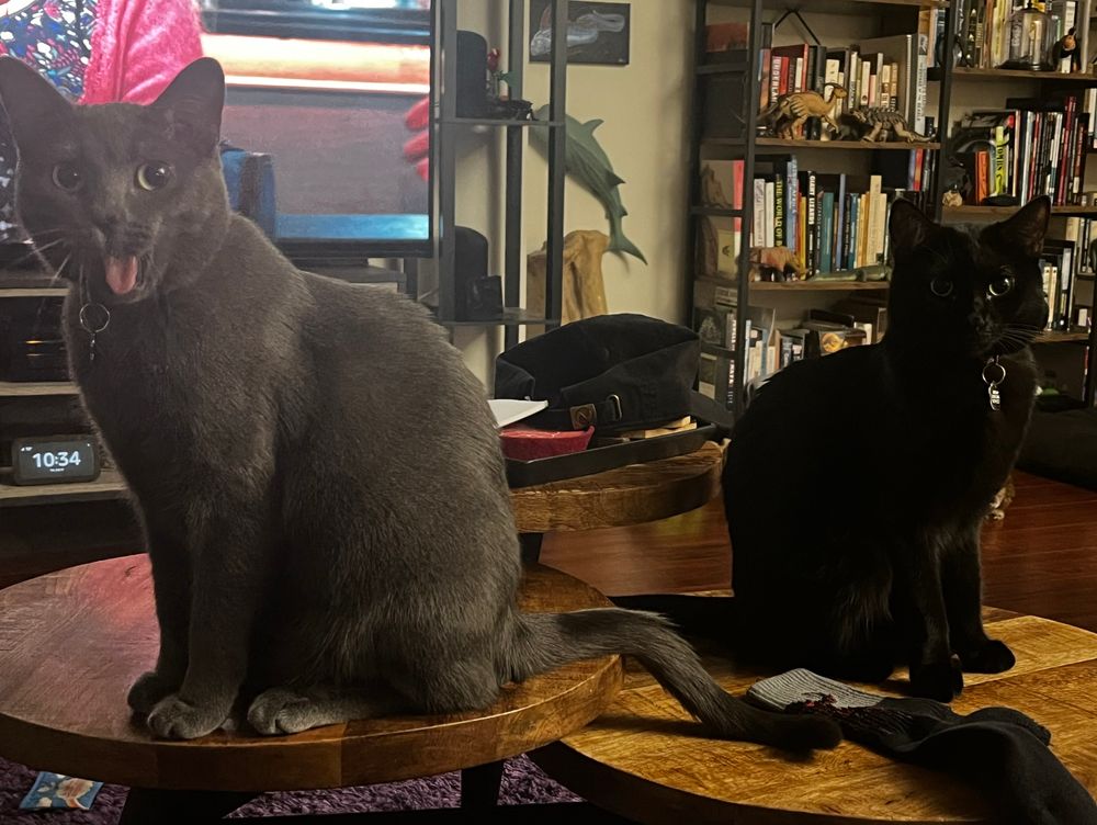 A gray cat sitting on a circular table with her tongue out.  On a different circular platform,  a black cat sits next to a sock.

Alt text exclusive bon mot:  “this sock means Mayday (the black cat) is FREEEEEEE!” 