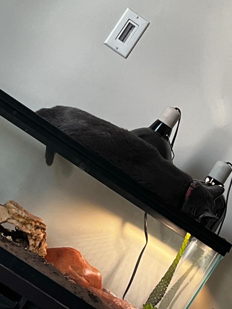 A wide shot of the back of a grey cat,  sleeping on top of a lizard enclosure. 
