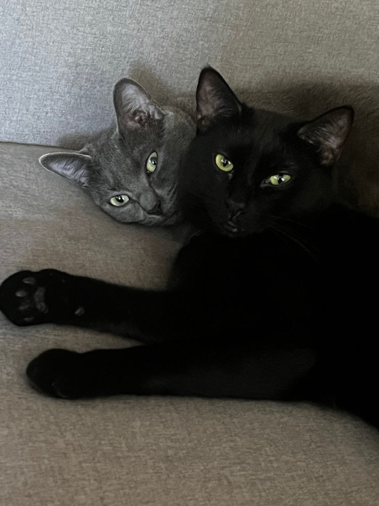 A black cat and a grey cat cuddling on a grey couch cushion 