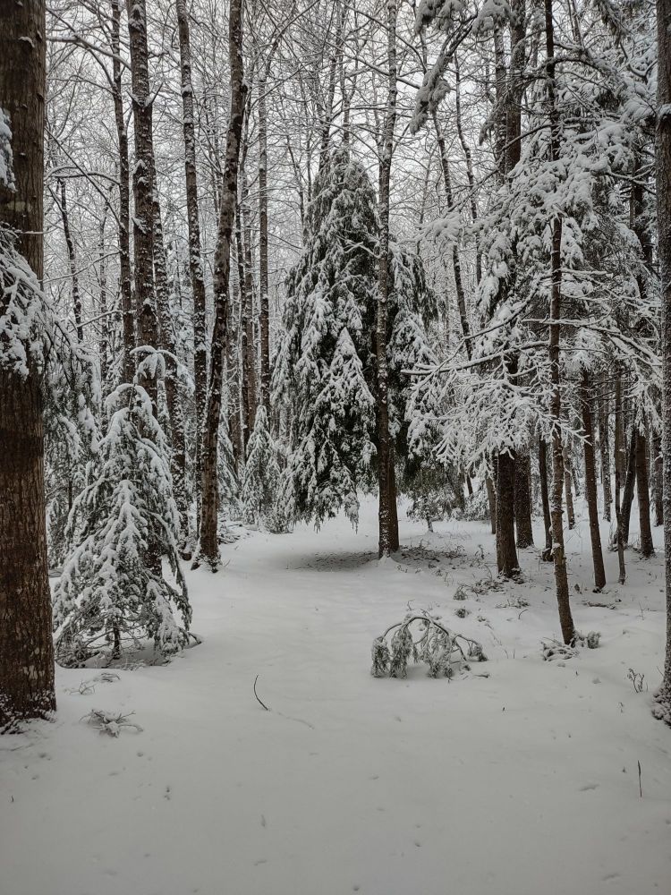 Snowy Nova Scotia forest.