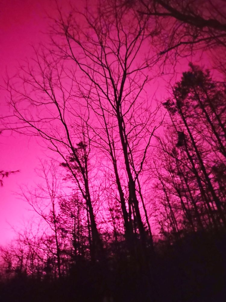 Winter wood with dark pink skies behind.