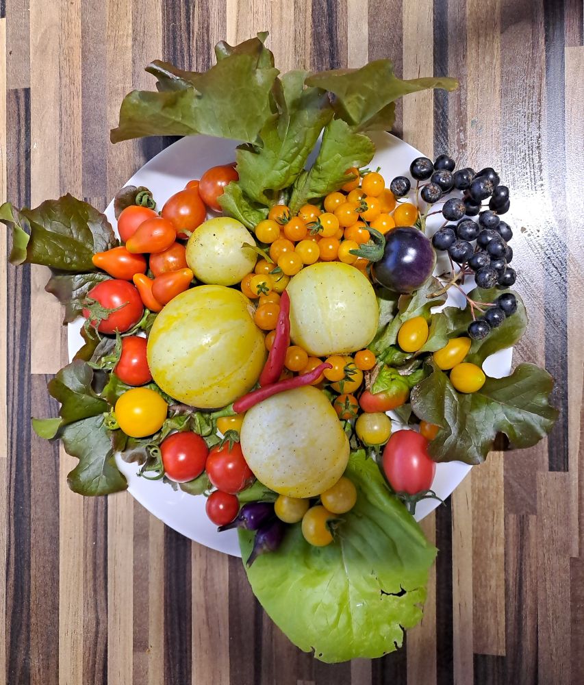 Teller mit 4 Zitronengurken, vielen bunten Tomaten in verschiedenen Farben und Größen, einige Chilies, Aronia-Beeren und Salatblätter als Unterlage.