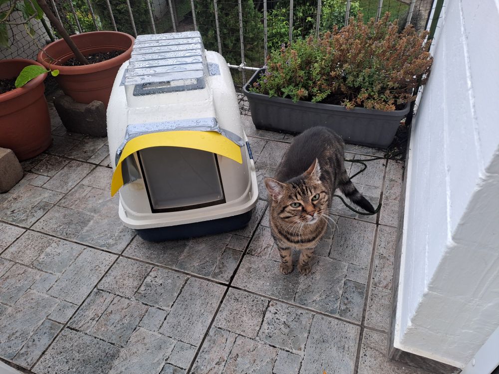 Unsere Tigerkatze Lisa steht neben ihrem neuen Katzenklo auf dem Balkon.
Das Katzenklo hat eine Haube, auf die oben der durchsichtige Deckel eines Anzuchtssets geklebt ist, das ich noch von der Tomaten-Aussaat übrig hatte. Über der Einstiegsklappe ist ein gelbes Vordach. Dafür habe ich einen Streifen einer flexiblen Schneide-Unterlage aus der Küche mit Montageklebeband an das Katzenklo geklebt. Es ist leider etwas schief geworden.
Im Hintergrund sieht man den Blumenkasten mit der Katzenminze und mein Zitrusbäumchen. Dazwischen ist Lisas Lieblingsplatz, von dem aus sie gerne stundenlang abends die Umgebung beobachtet und auf die Nachbarshunde herab schaut.
