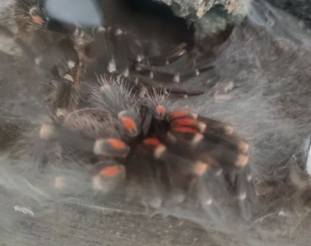 already flipped over showing fresh new orange marking on her legs.