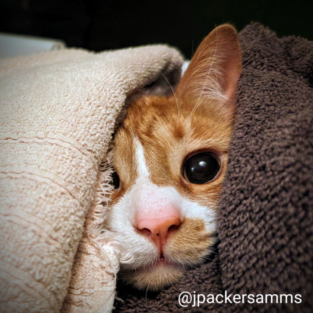 An Orange tabby peeking out of towels