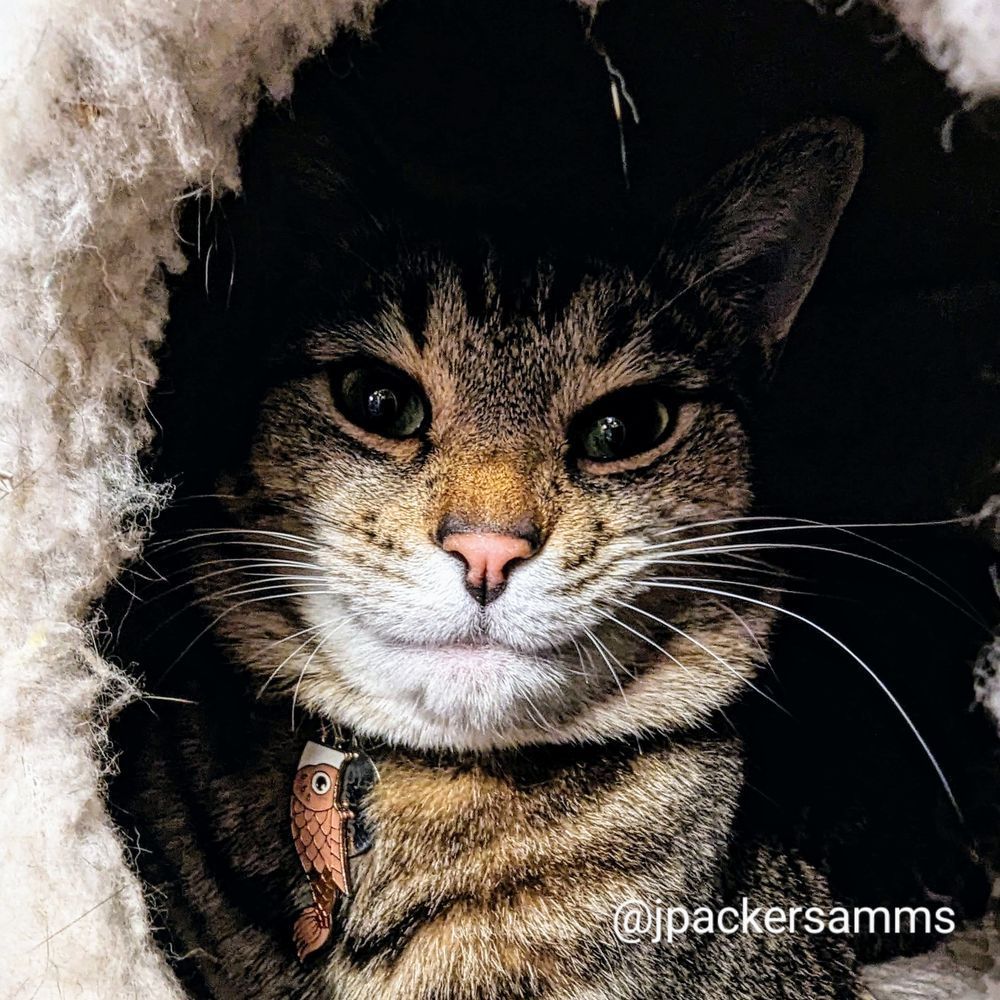 A tabby cat smiling and looking out from a hole