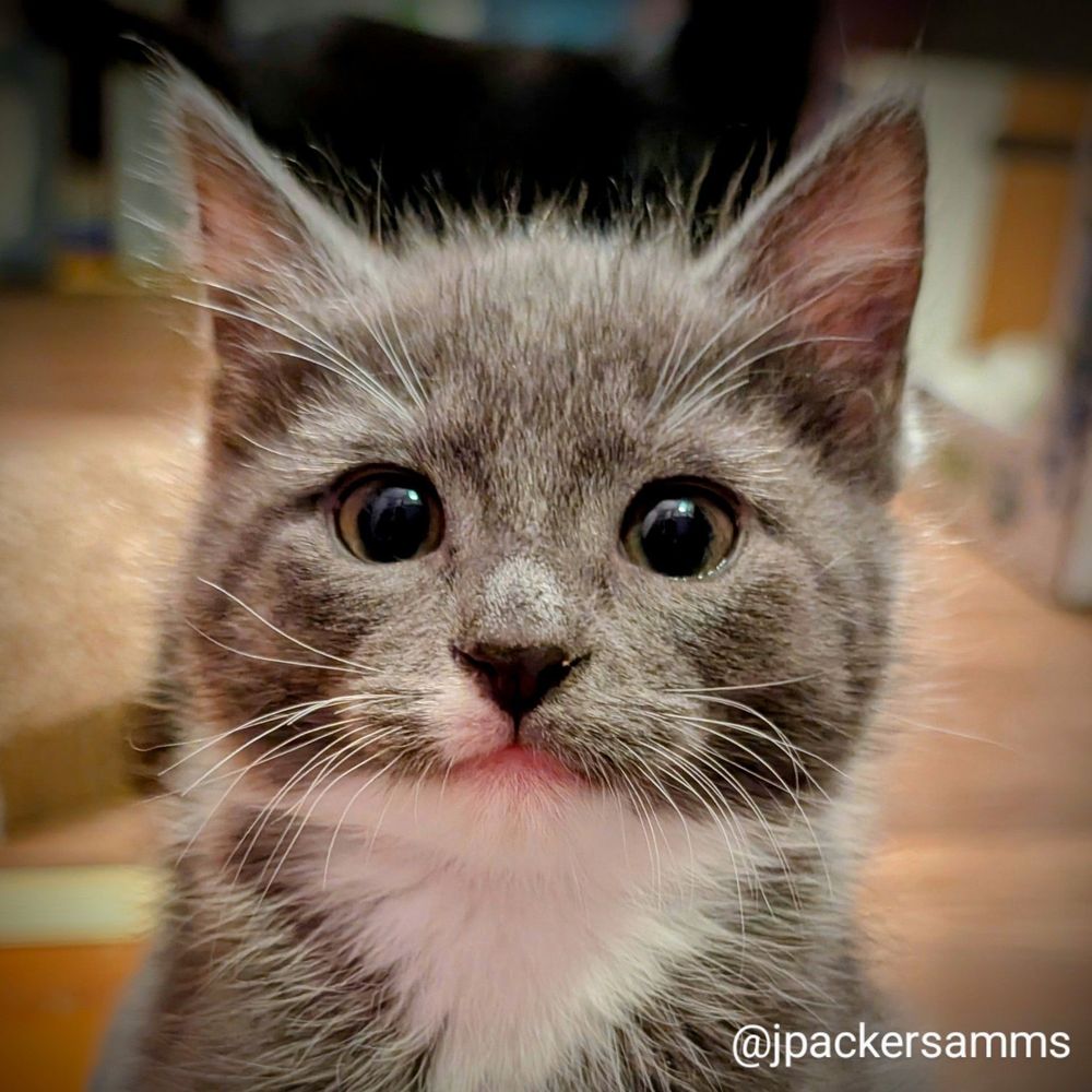 A grey and white kitten