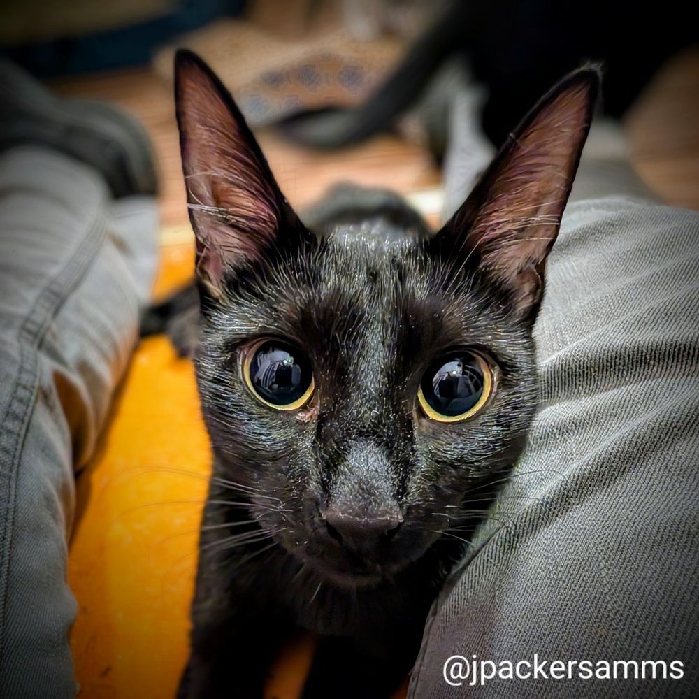 A black cat with wide eyes