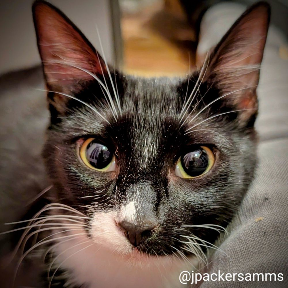 A tuxedo cat looking at the camera