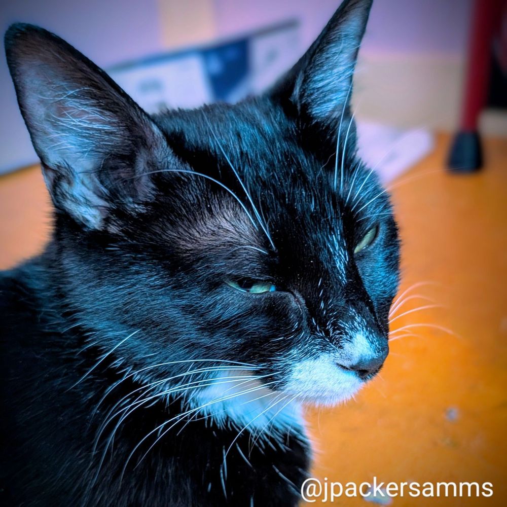 A tuxedo cat with a side-eye smile