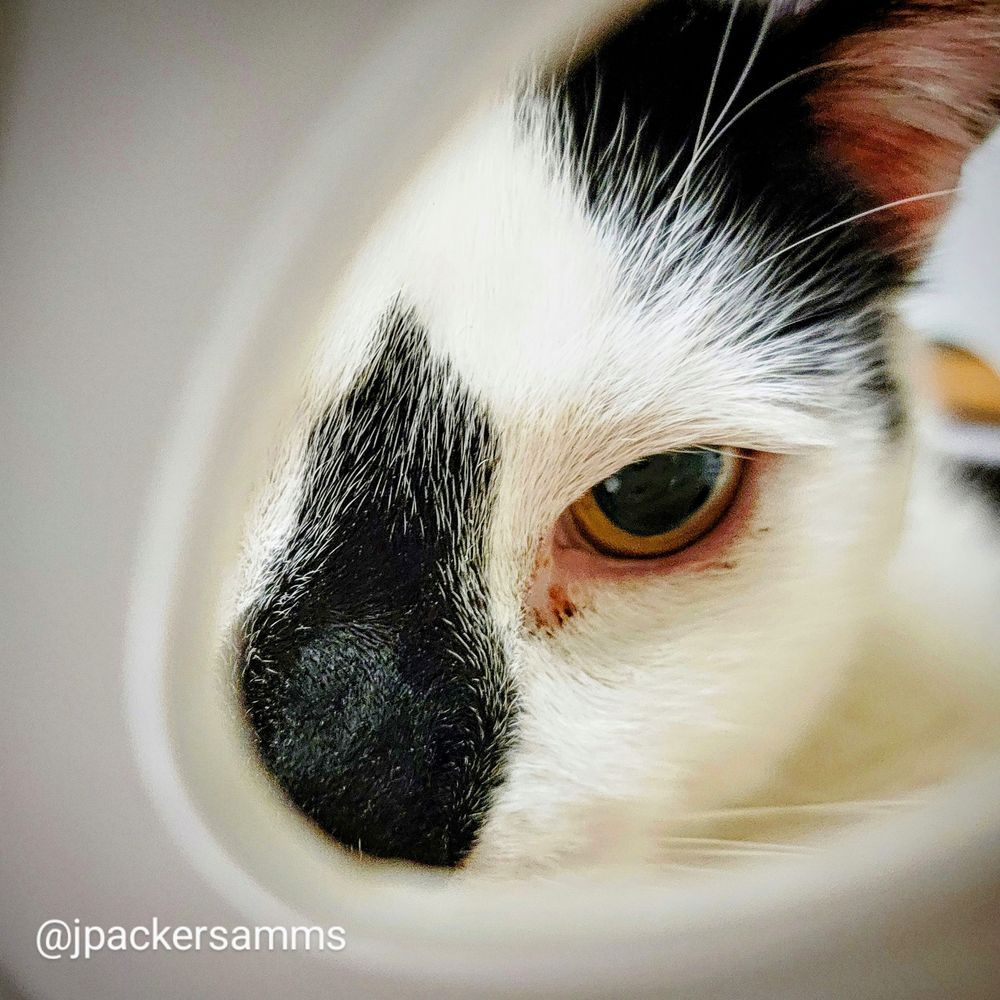 A black and white cat peering through a white hole