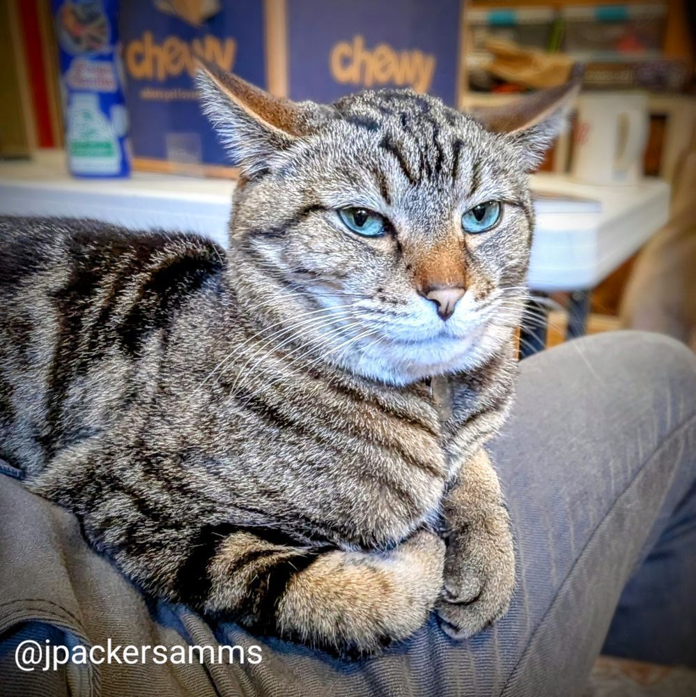 A tabby cat smirking