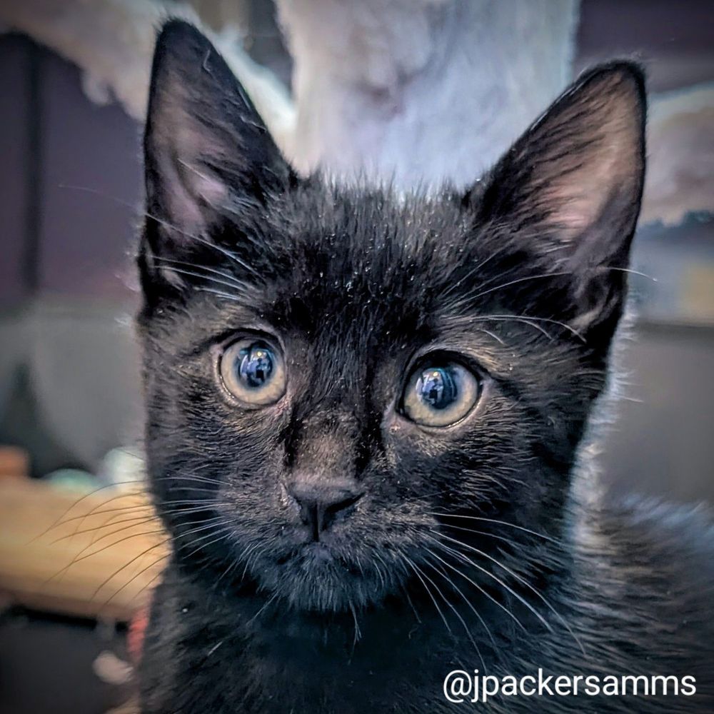 A black kitten with green eyes