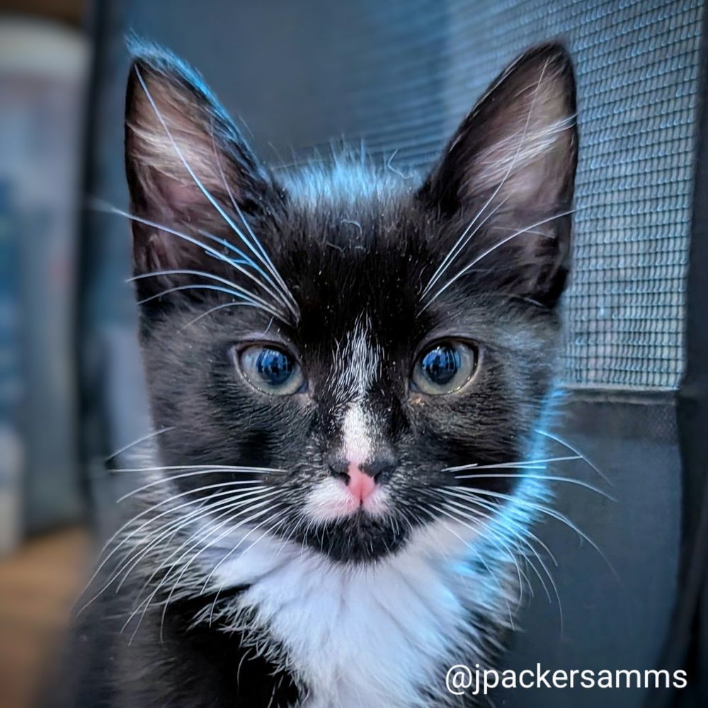 A tuxedo kitten
