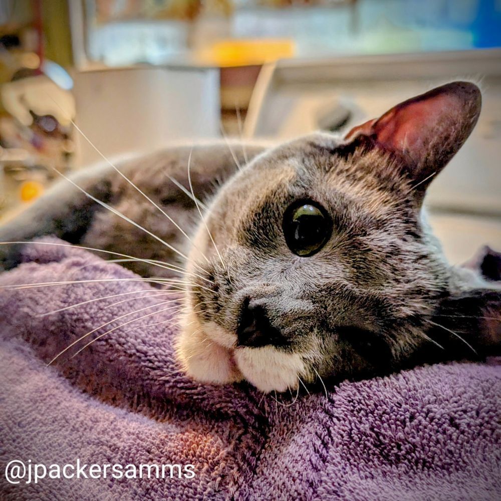 A grey and white cat rolling on his side with big eyes!