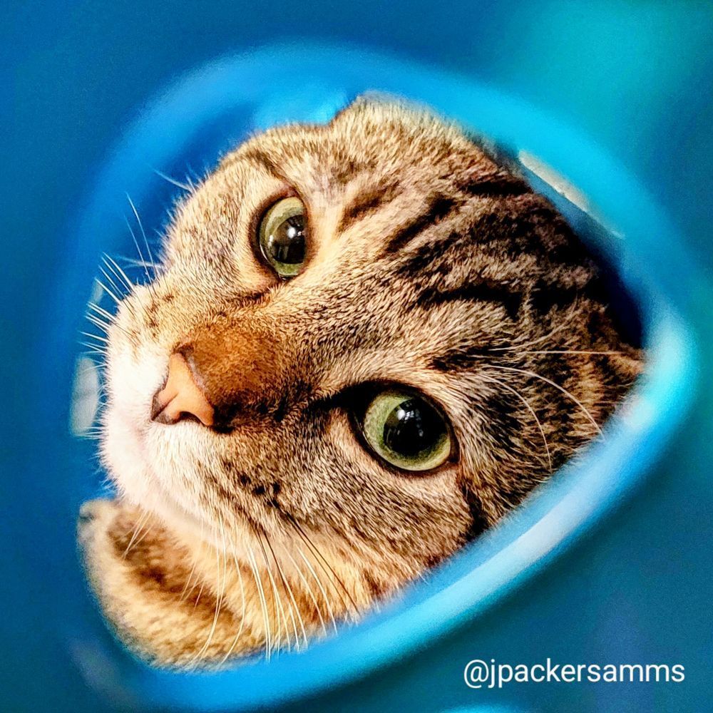 A tabby cat looking through a hole