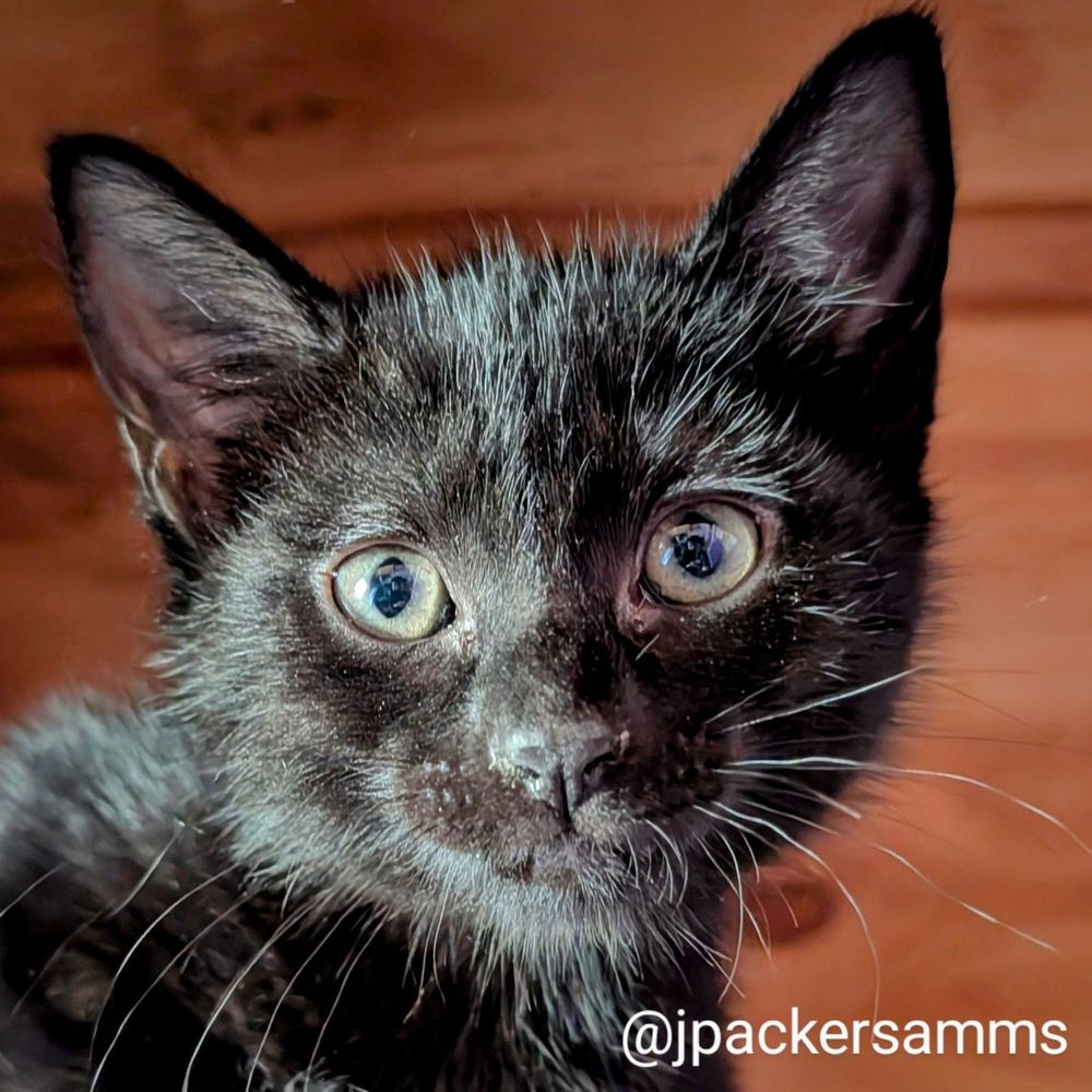 A black cat with green eyes