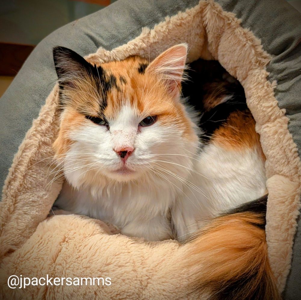 A calico cat in a cave bed smiling