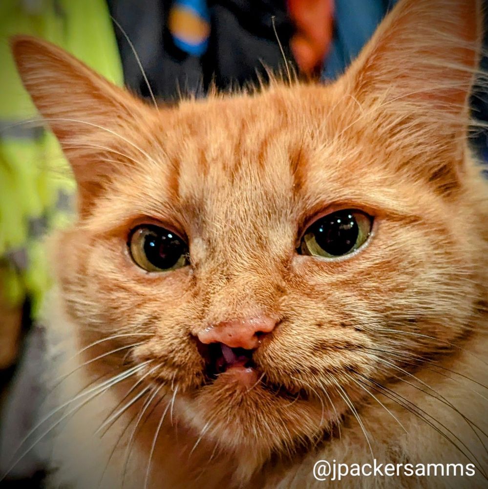 An orange kitty with a cleft palate smiling at the camera