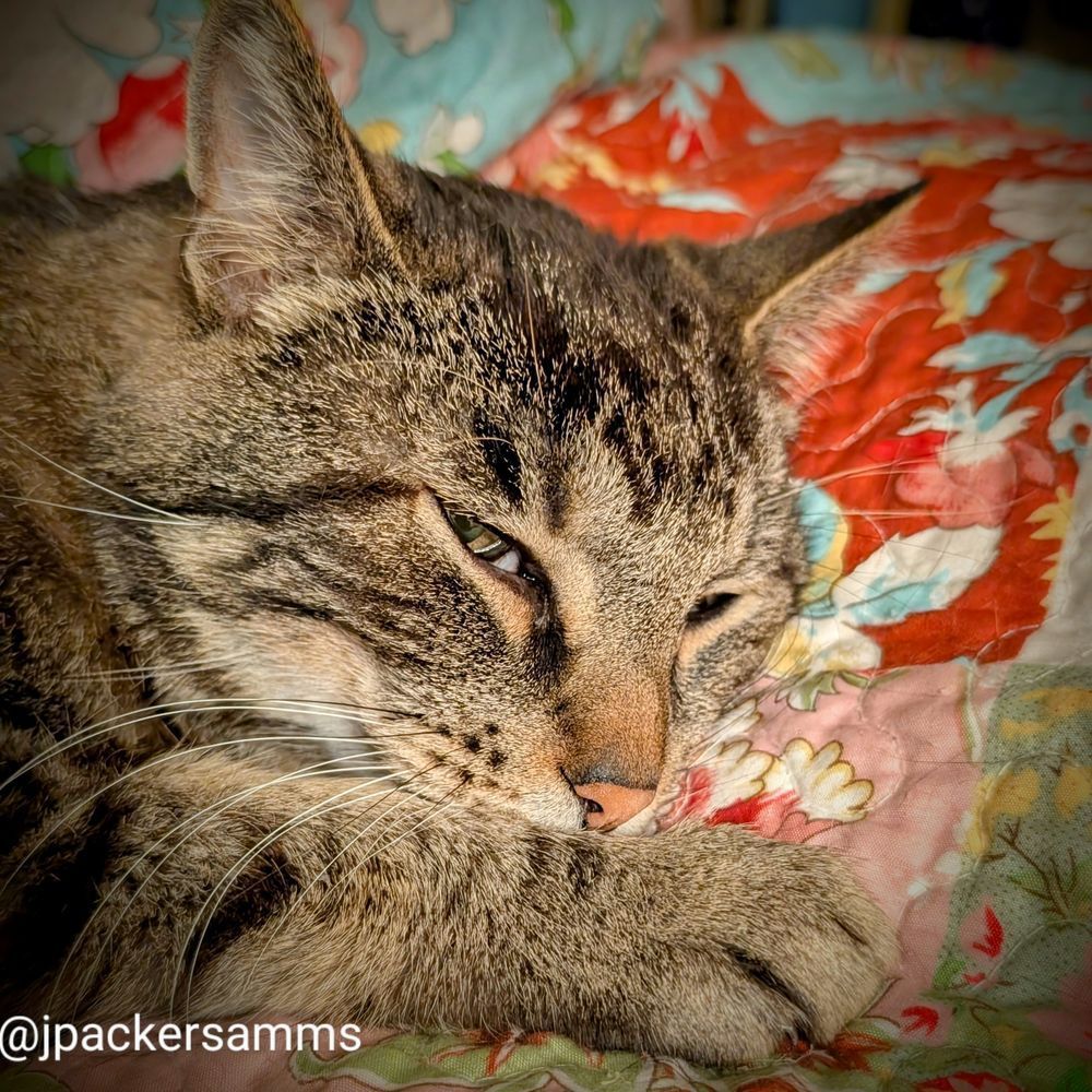 A very sleepy tabby cat