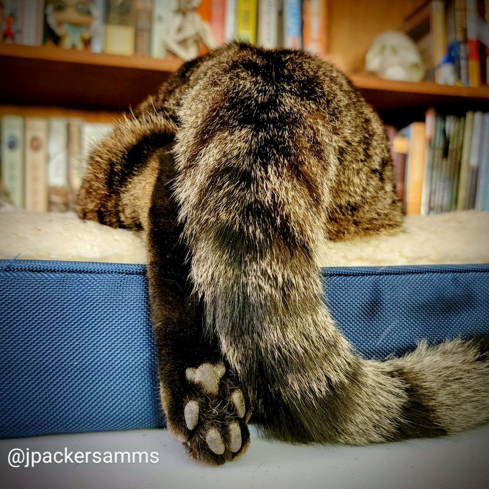 A tabby cat tail and back toe beans!