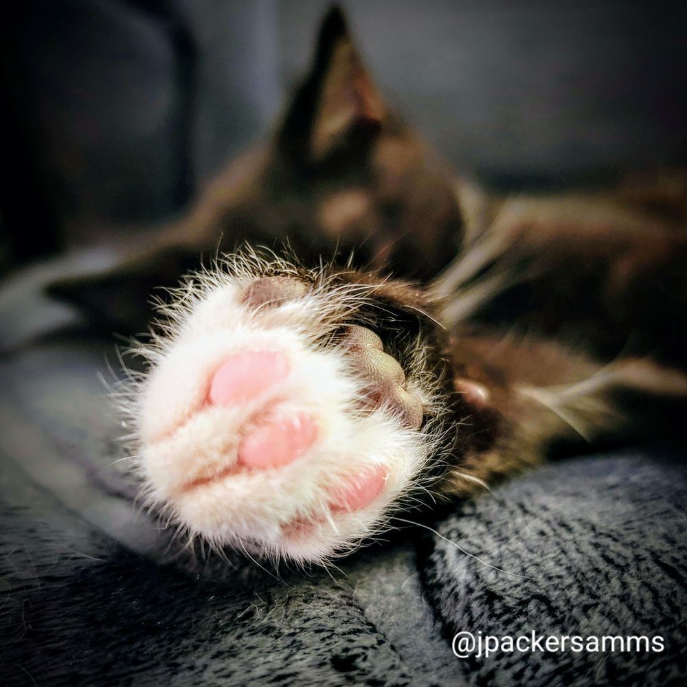 Pink toe beans in a black and white paw
