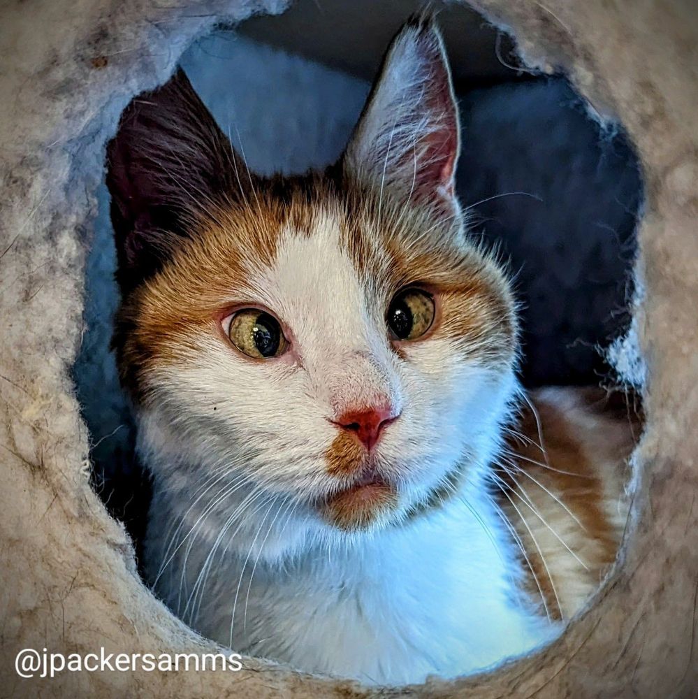 A cross-eyed orange and white cat