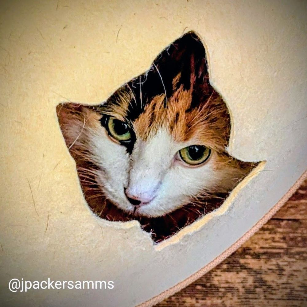 A calico cat peering out of a star shaped hole